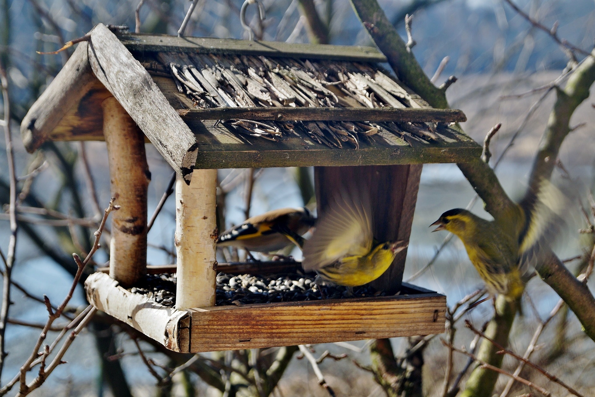 Karmnik dla ptaków własnoręcznie zrobiony