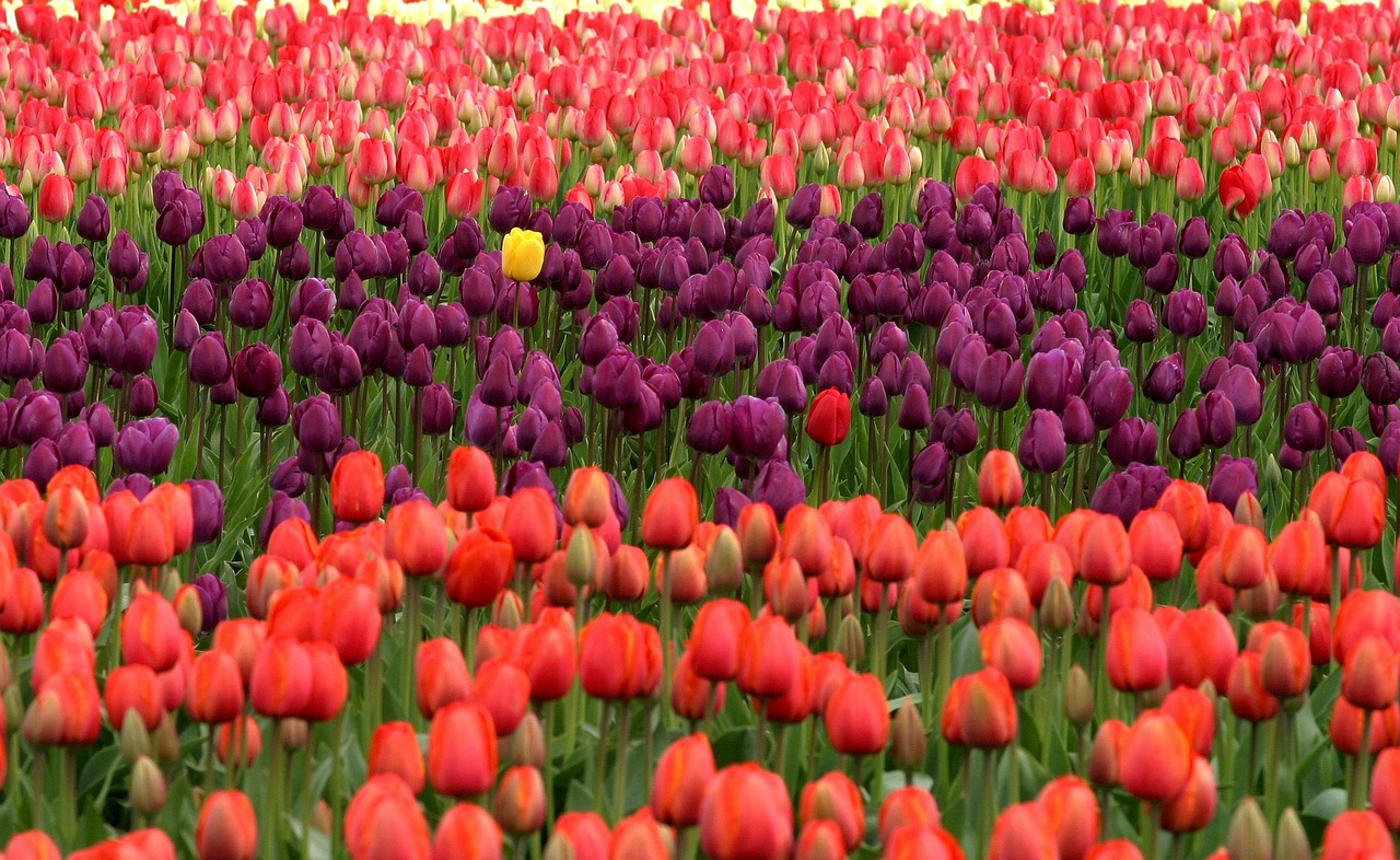Tulipany – jak i kiedy je sadzić?