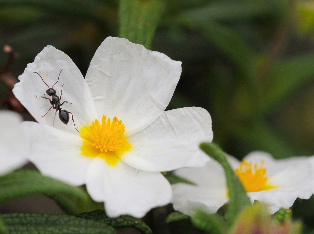Jak skutecznie zwalczyć mrówki w ogrodzie?