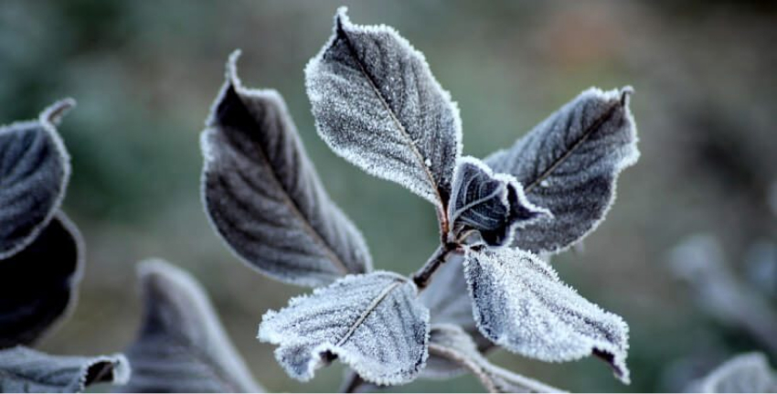 Okrywanie roślin na zimę