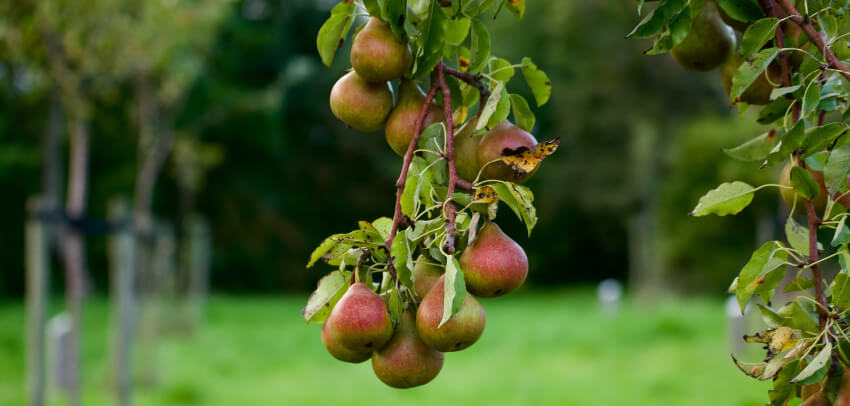 Jakie wybrać drzewa owocowe do ogrodu