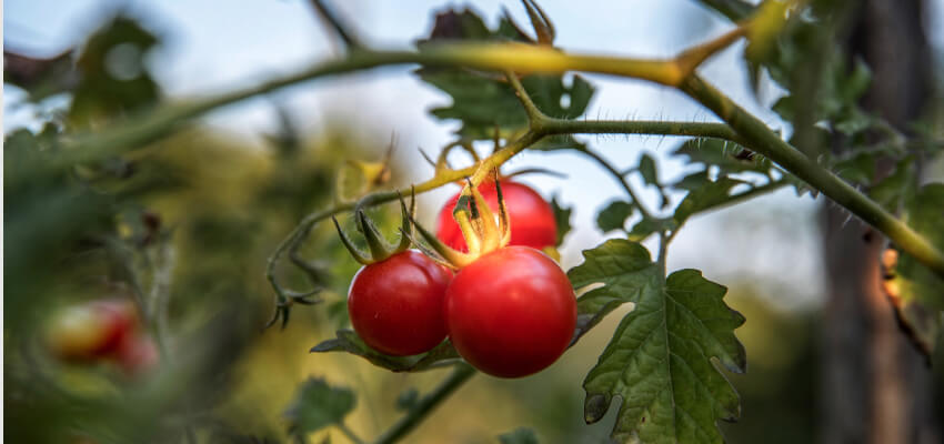 Pomidory - jak sadzić pomidory w szklarni