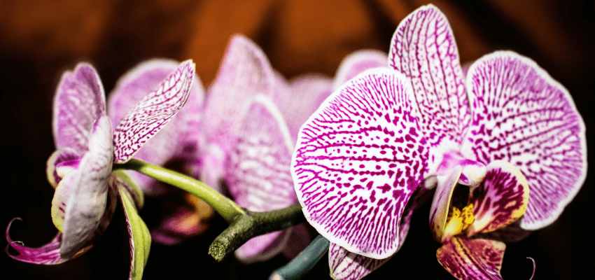 Jak rozmnażać storczyki w domu? Jak rozmnożyć orchidee?