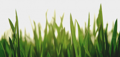 Piaskowanie trawnika - na czym polega?