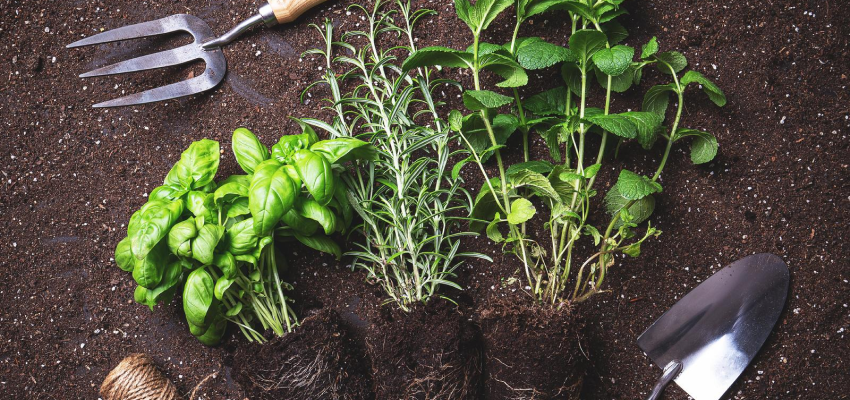Nasiona ziół: zakładamy ogródek ziołowy!